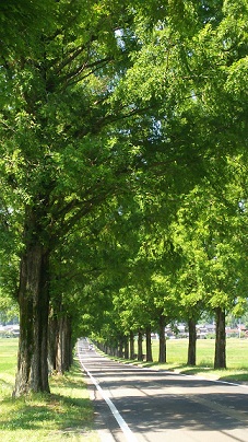 マキノ　並木道